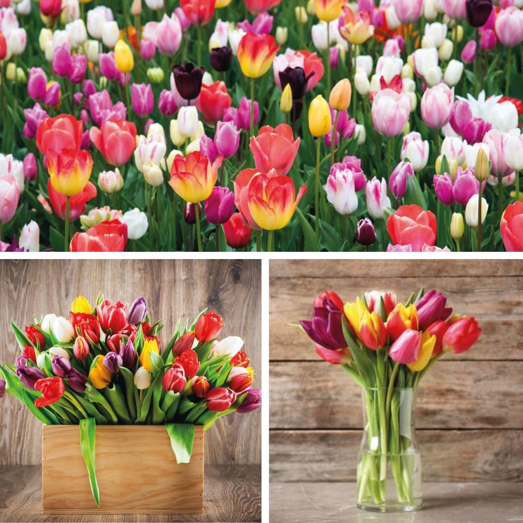 Tulip 'Triumph Mixed' 160 Bulbs – Mixed Triumph Tulip Spring Flower by T&M