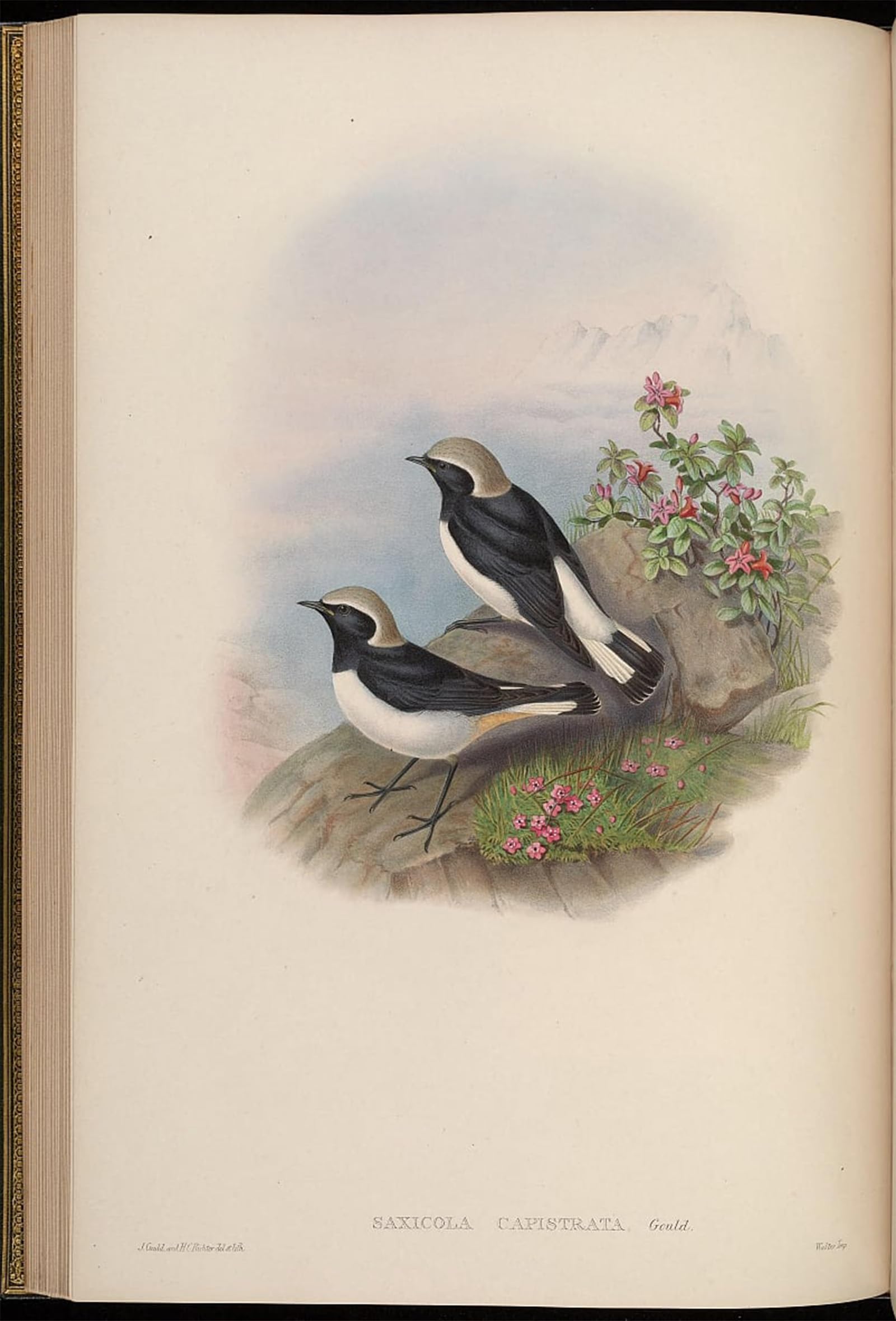 ARTXLXXBN Famous Prints Artwork Pictures Poster Painting Art Animal Bird Saxicola Capistrata Oenanthe Picata Capistrata by John Gould Artwork Landscape Pictures for Home Decor 60x90cm