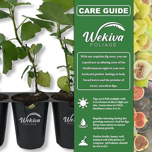 Miniatura 2 de Lattarula - Árbol de higo italiano de miel - Planta viva en una maceta de 2 pulgadas - Ficus Carica - Árbol frutal comestible para el patio y el