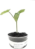 Vista 2 de Semillas en una taza - Kit de cultivo de plantas (Honeydew)