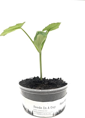 Miniatura 2 de Semillas en una taza - Kit de cultivo de plantas (guisantes)