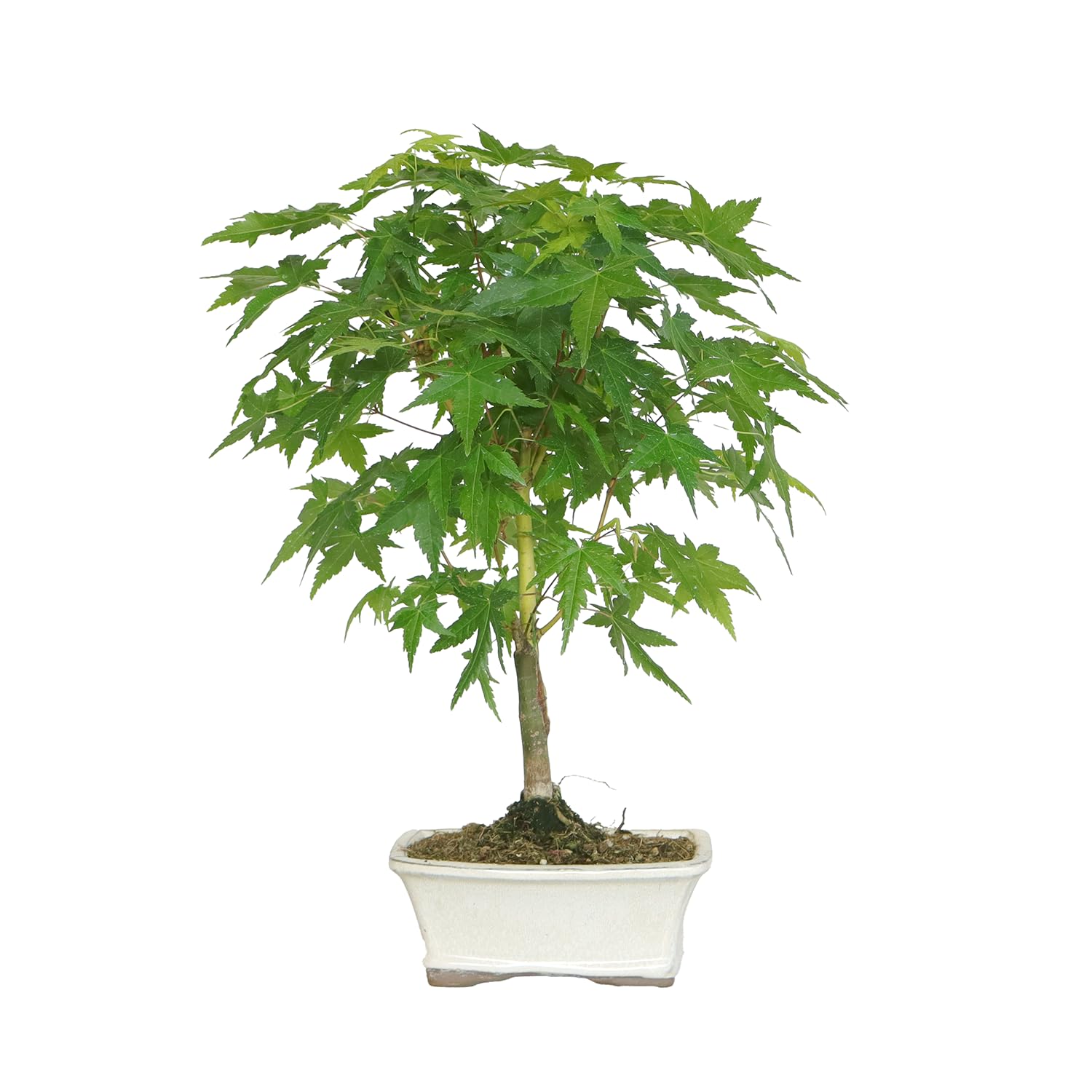 KENTIS - Bonsái Acer Palmatum Bi Hoo - Arce Palmeado - Planta Ornamental de Exterior - H 32/42 cm Maceta de 18 cm
