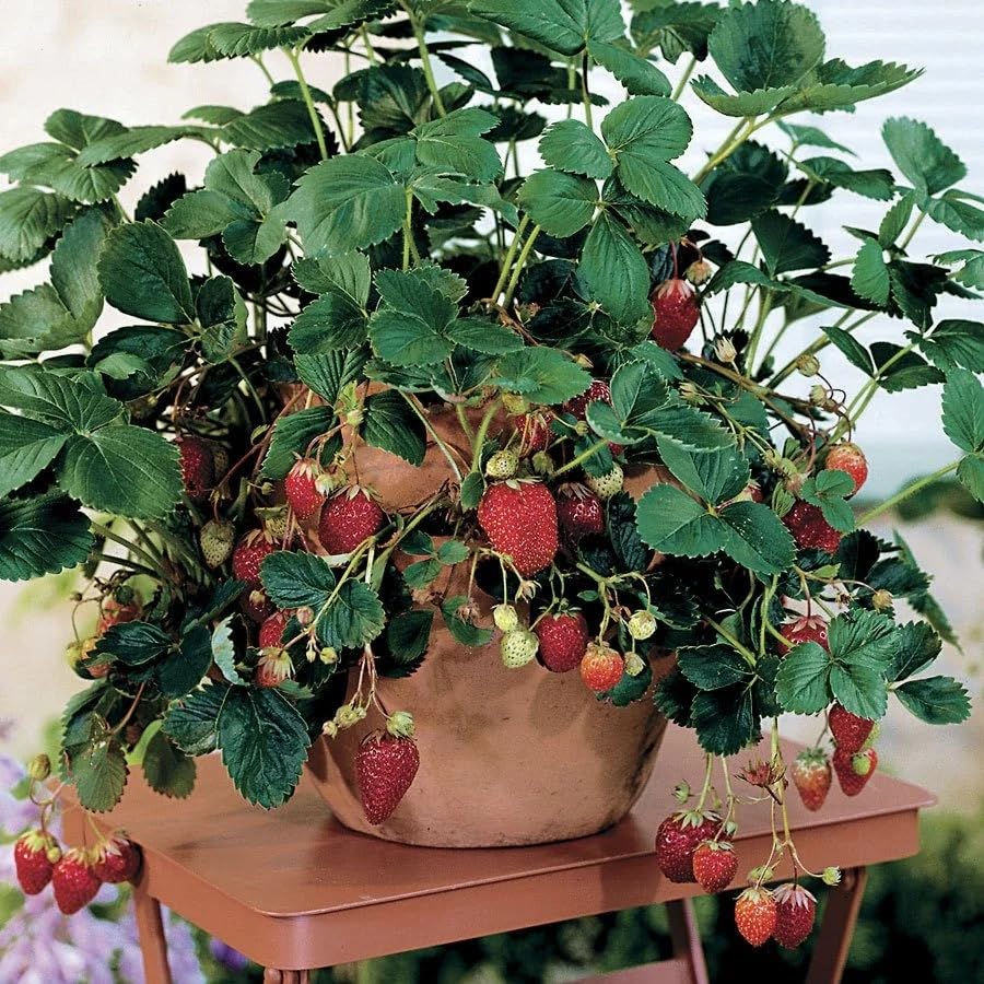 Image of Bigreen Live Red Gauntlet Strawberry Plant a€ inch Healthy Hybrid Live Fruit Plant for Home Gardening, Balcony, Terrace, Organic Farming a€ inch High Yield & Fast Growing - Pack of 1