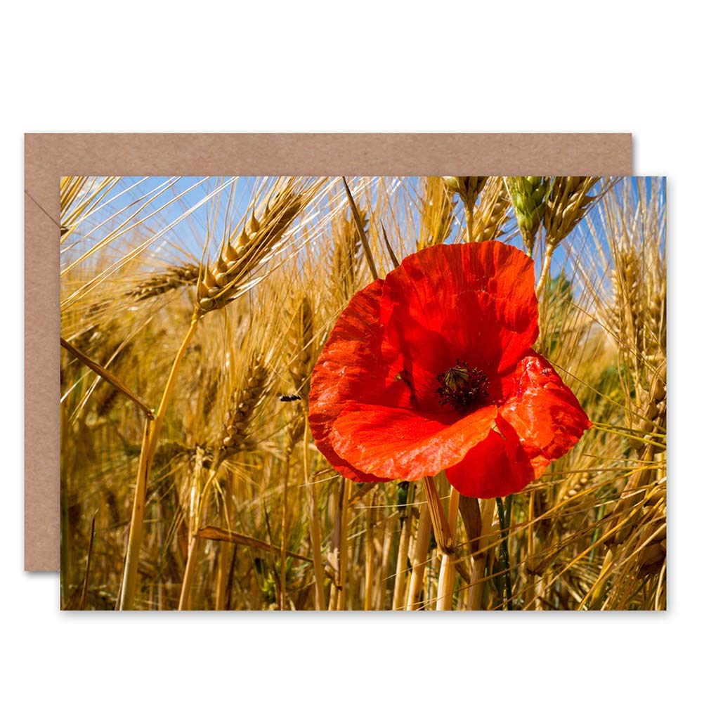 Wee Blue Coo GREETINGS CARD BIRTHDAY GIFT NATURE PHOTO RED FLOWER BARLEY FIELD