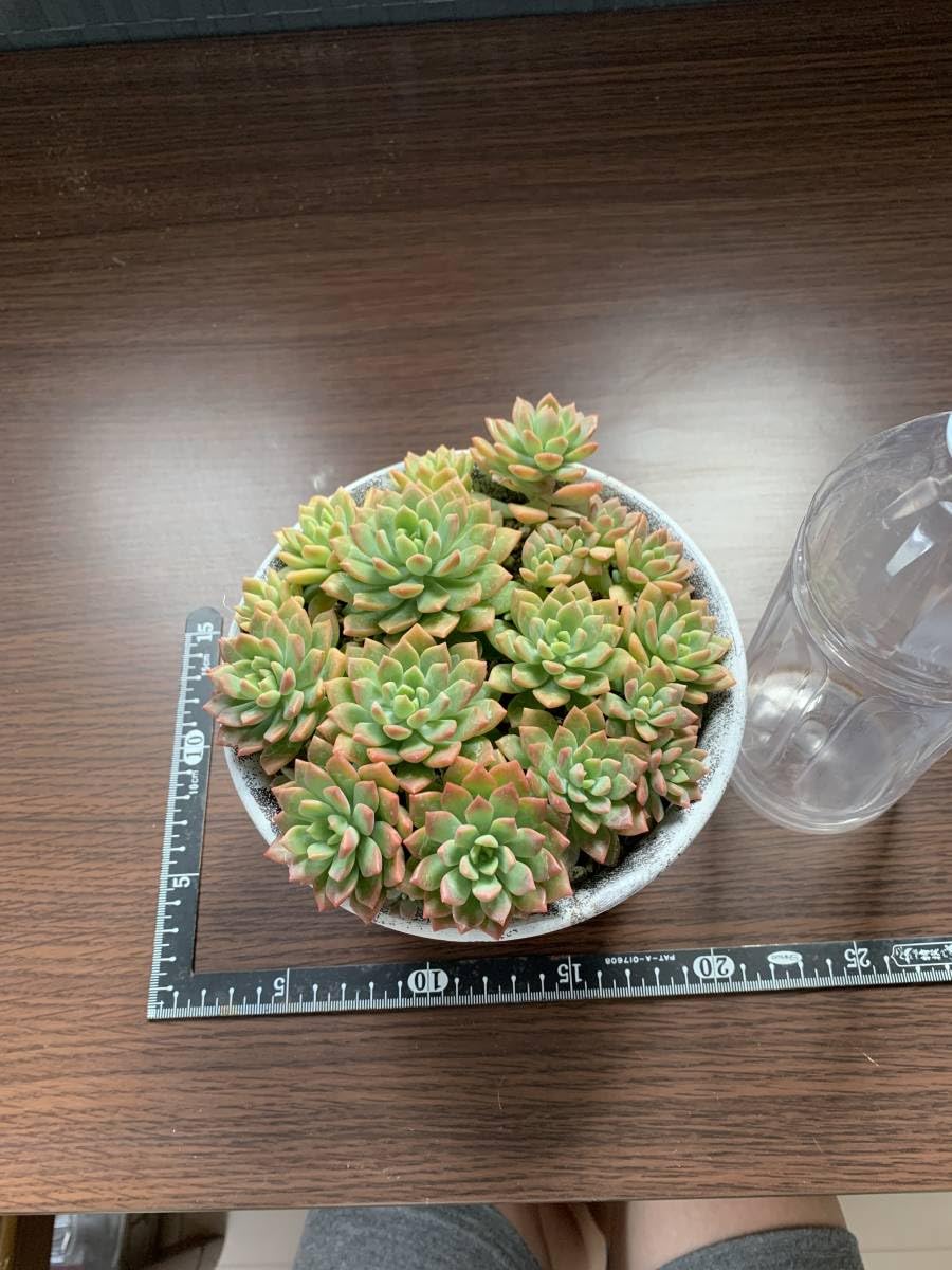 専用‼︎多肉植物^o^  モリモリ❣️マッコス 920現物 多肉植物 マッコス 錦 特大 抜き苗 | るる農園~多肉植物専門