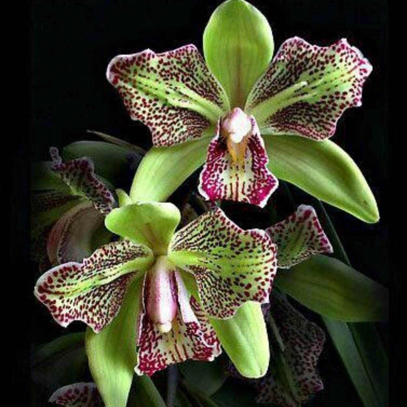 Cymbidium Orchid Plants Outdoor, Rare and Beautiful Cymbidium Bulbs in Bulk, Planting for Stunning Garden Displays-10 Bulbs-B