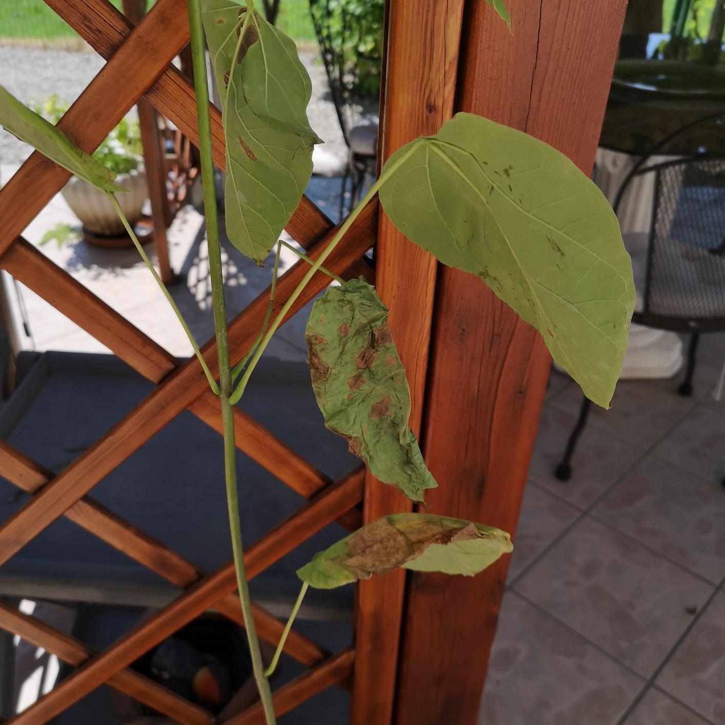 Catalpa Bignonioides - Albero Dei Sigari In Vaso H. 100/140 Cm - Pianta Ornamentale Con Fiori E Baccelli Decorativi - Foto 6