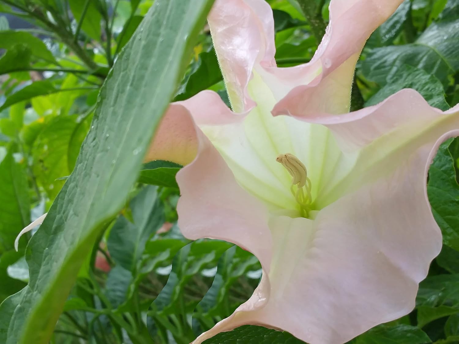 Strawberry Cream - Brugmansia Hybrid Angels Trumpet - Live Tropical Plant Big Fragrant Rose Pink Flower - Emerald Goddess Gardens - Starter Sz 4 Inch Pot