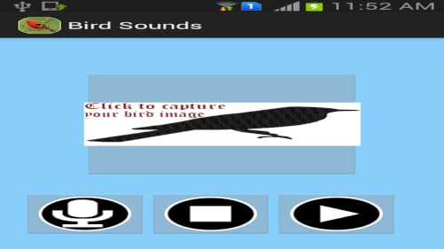 Bird Sounds – vue 5