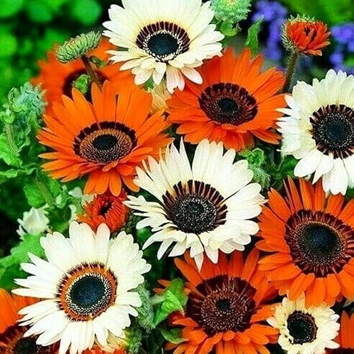 Cape Daisy Mix - 100 Seeds + freebie + Plant tag (Venidium fastuosum)