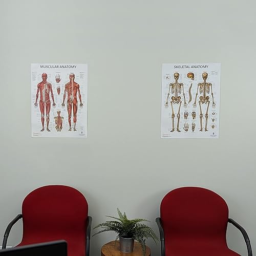 Miniatura 5 de Anatomy Lab Juego de póster de anatomía muscular y esquelética, paquete de 2 pósteres laminados, de anatomía y fisiología, 17.3 x 22.5 pulgadas,