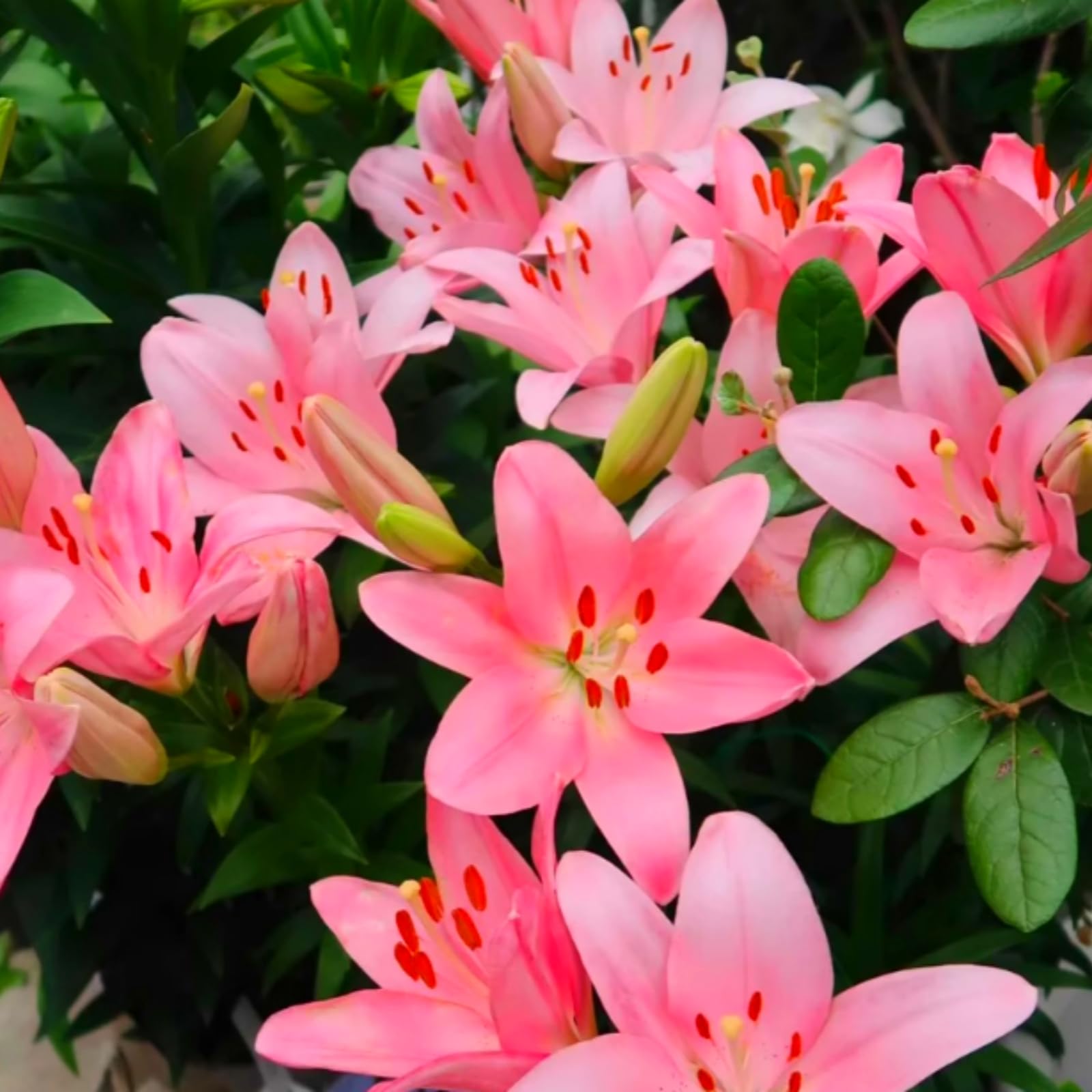 Lily Bulbs - Giant Flower Perennials, Hardy, Professional Garden Planting for Brilliant Displays, Fragrant Blooms-8 Bulbs-C