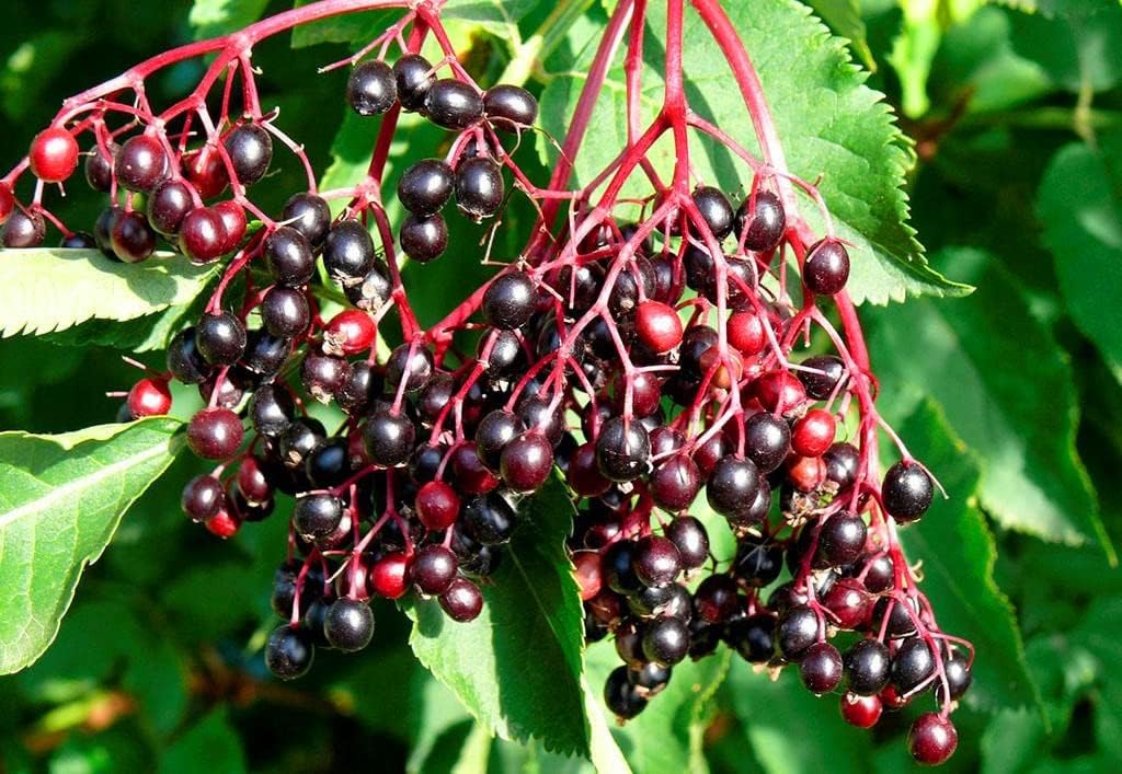2000+ Black Elderberry Seeds for Planting Patio, Lawn