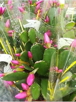Videolu Açık Pembe Yılbaşı Çiçeği Kaktüsü 1 Adet Saksılı 10-20Cm Ev Salon Bitkisi (Pink Paskalya)