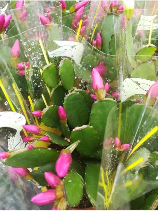 Videolu Açık Pembe Yılbaşı Çiçeği Kaktüsü 1 Adet Saksılı 10-20Cm Ev Salon Bitkisi (Pink Paskalya)