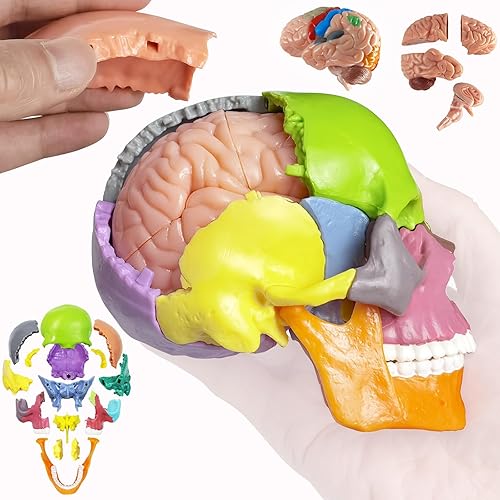 NEW HORIZON Modelo de cráneo de anatomía 15+5 piezas de anatomía humana cráneo despiezado cráneo desmontable tamaño de palma mini modelo de cráneo