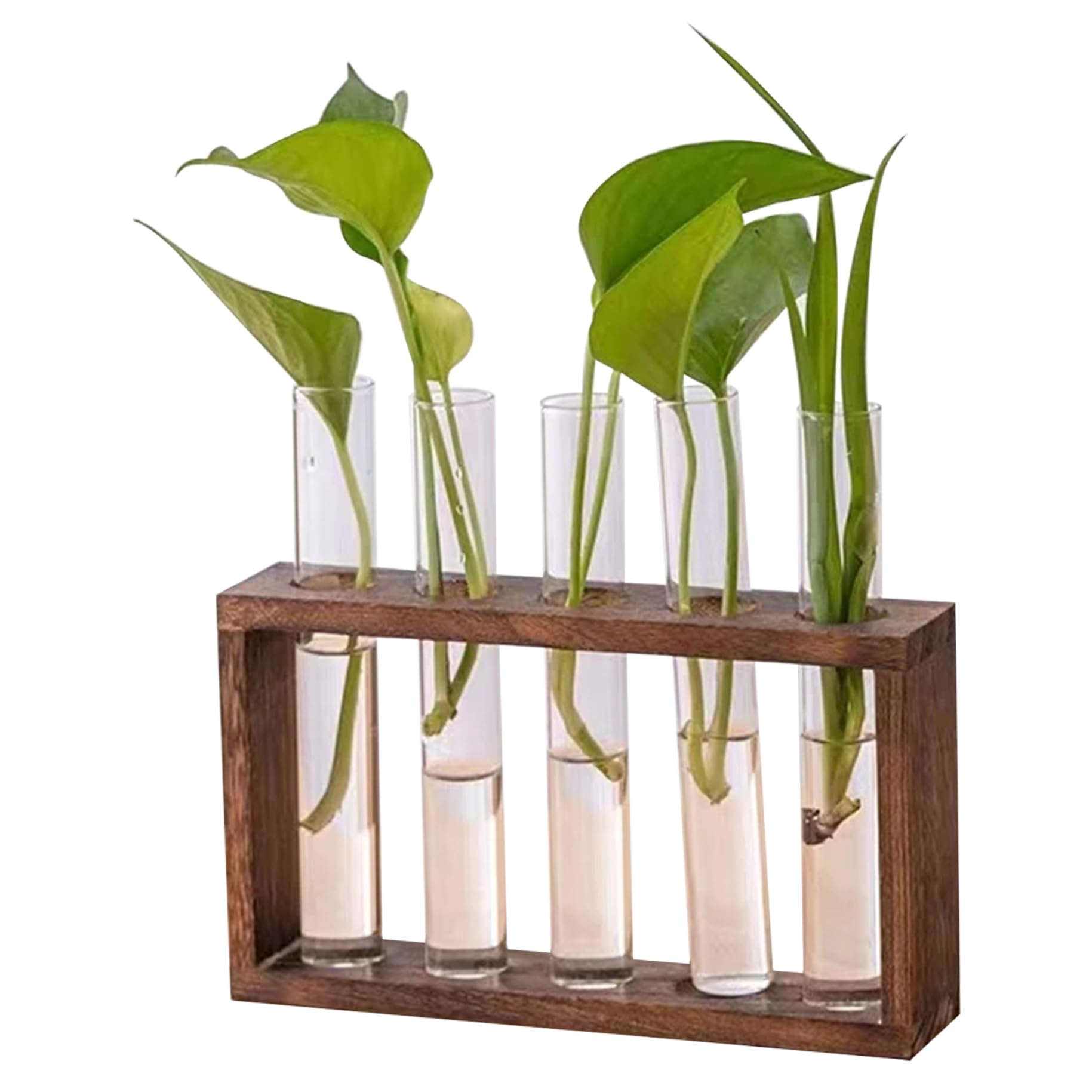 Station de propagation en bois à 5 tubes en verre pour boutures de plantes