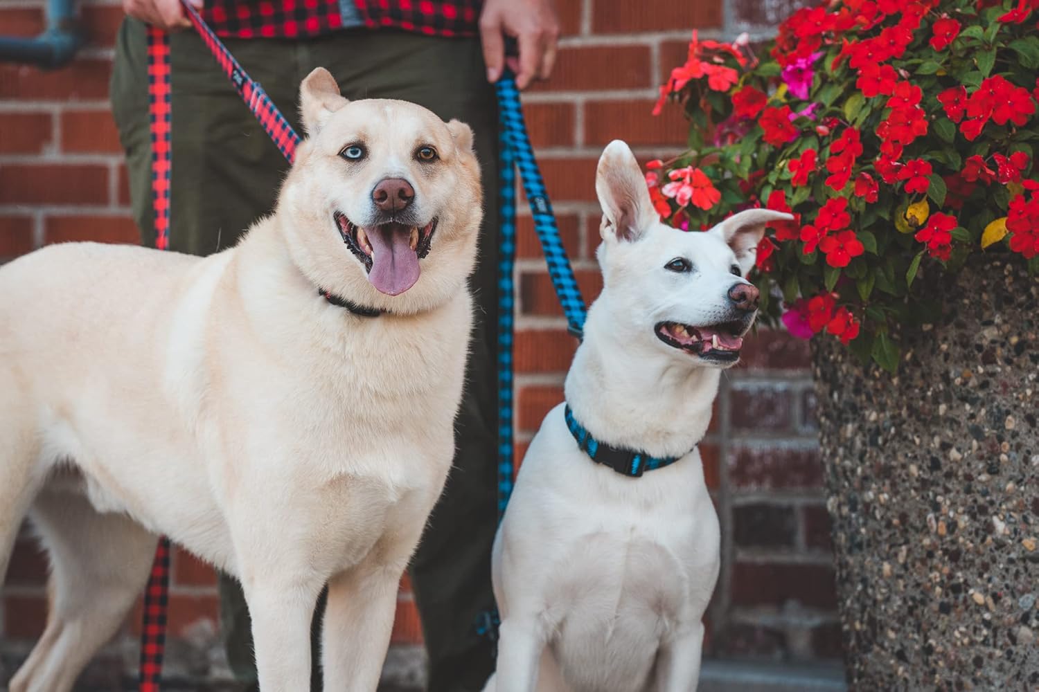 Stunt Puppy Lumberpup Everyday Collar, Brainerd, 1-Inch