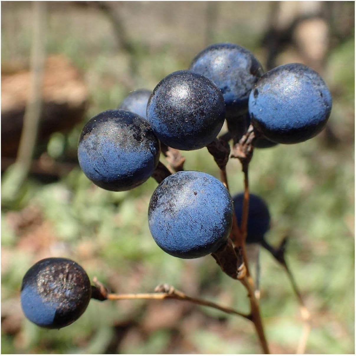 Everwilde Farms - 1/4 Lb Blue Cohosh Native Wildflower Seeds - Gold Vault