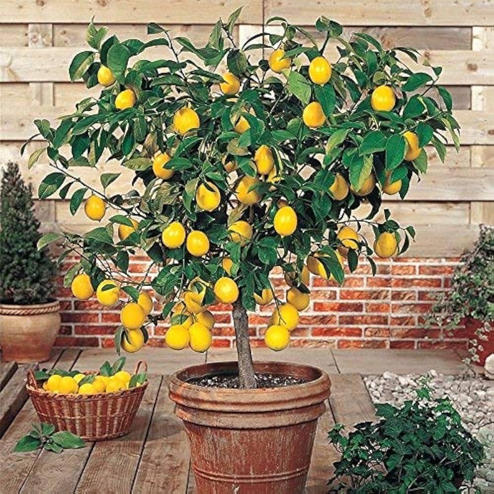 Lemon plants live hybrid all season || Sour lemon plant || Pack of 1 healthy sapling (B0DBN17ZH7) Amazon Price History, Amazon Price Tracker