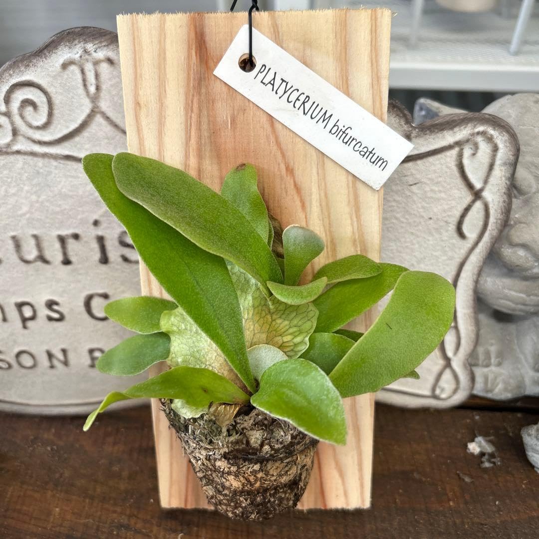 コウモリラン ビフルカツム 板付 オシャレ 観葉植物