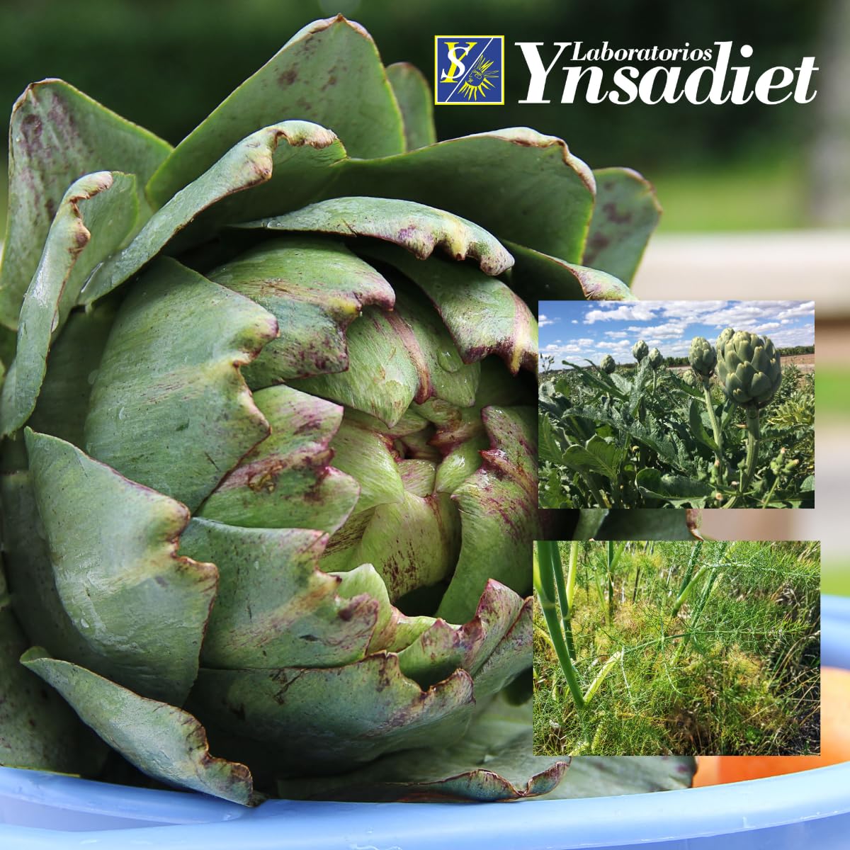 Alcachofa con Hinojo 20 ampollas de Ynsadiet