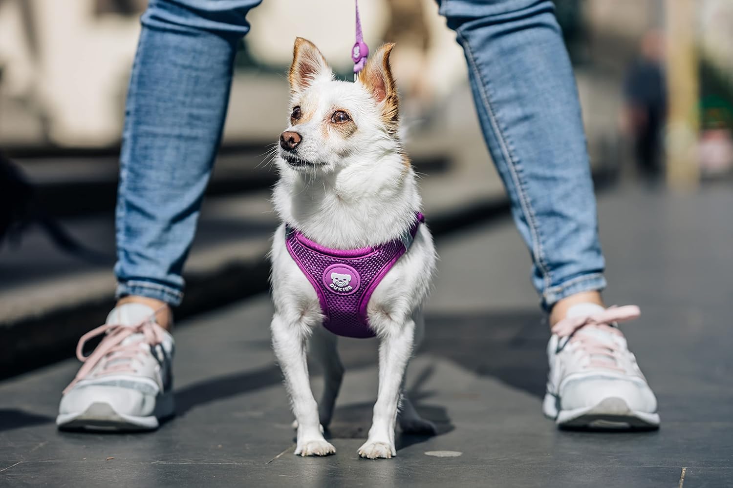 DUKIER - Dog Body Harness, Anti-Pull Body Vest, Adjustable and Heavy Duty for Pets, Breathable Mesh, Pet Accessory with Velcro and Double Closure, Purple, XS 6