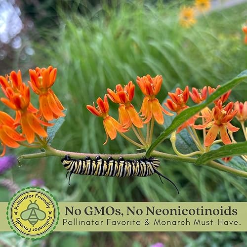 Miniatura 3 de Clovers Garden Asclepias Tuberosa (algodoncillo mariposa) - Dos (2) plantas vivas - Sin OMG - Sin semillas - Cada una de 4 a 8 pulgadas de alto