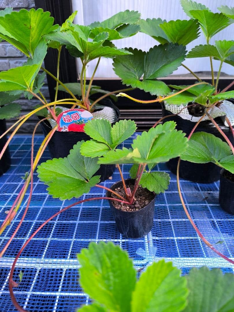 Amazon｜福岡S6号 いちご苗 1株 7.5センチポット｜観葉植物 オンライン通販