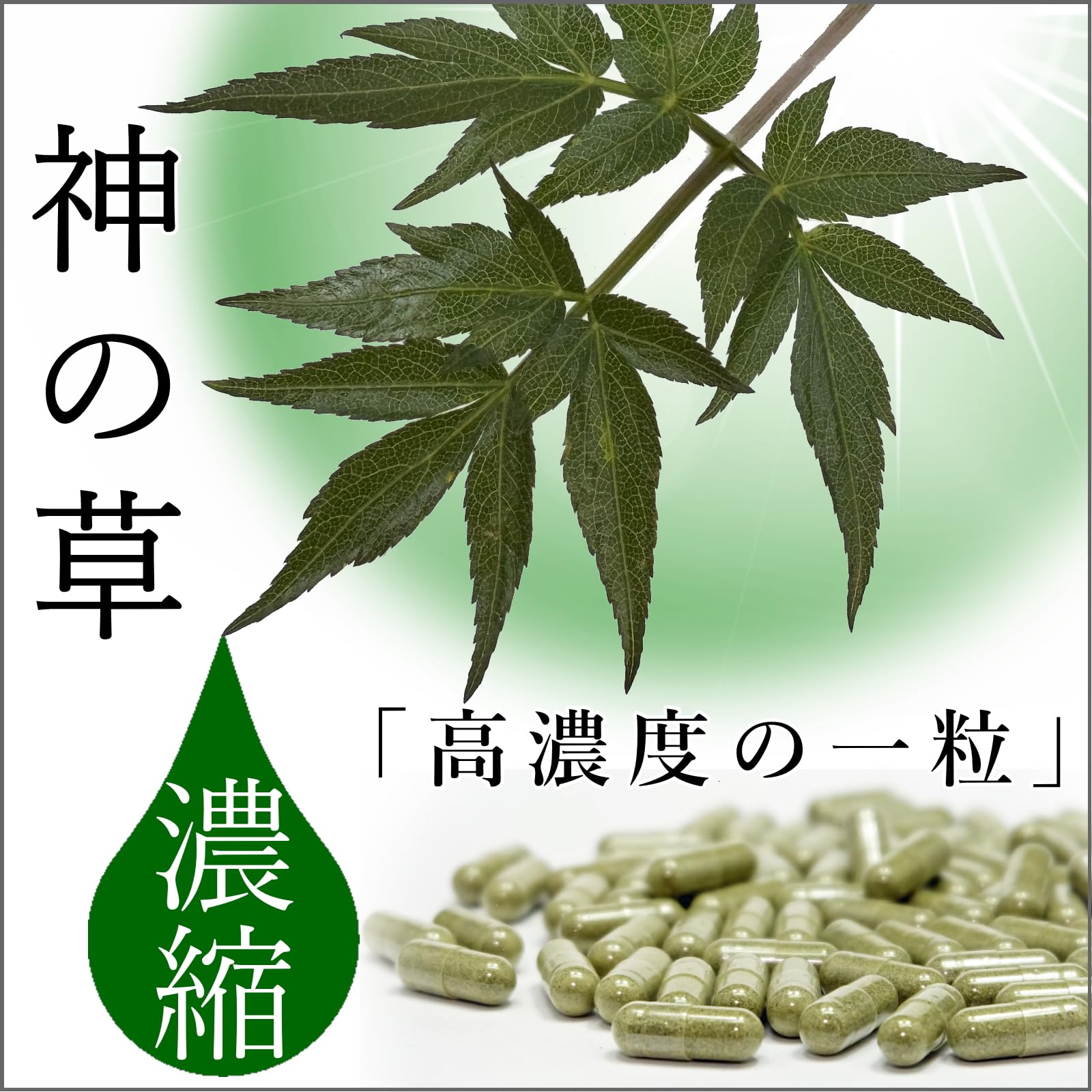 通販 人参サプリメント 日本山人参 生産農家直送 日本山人参サプリ