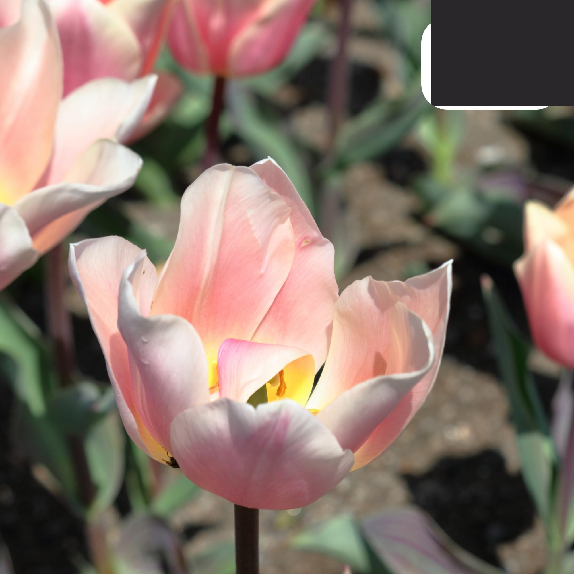 Bulbos de tulipán 'Apricot Delight' | 20 Piezas | Tulipán rosa albaricoque - 30-50cm - Ø5cm - bulbo de flor - Planta de jardín