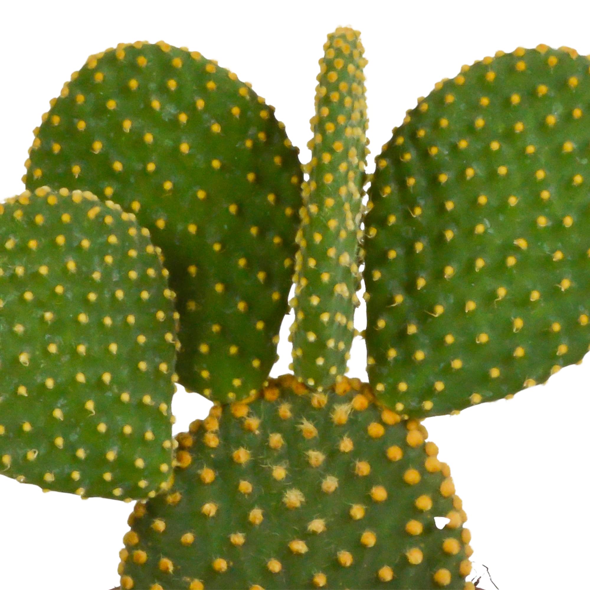 Opuntia Microdasys Senza Vaso, Pianta Grassa da Interno, Verde, 12cm