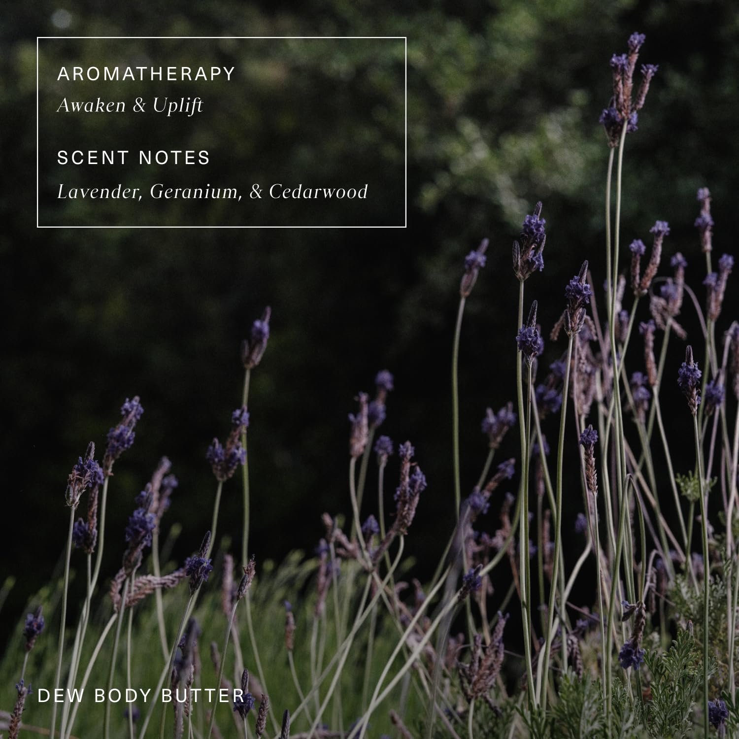 Oak Essentials Dew Body Butter | Rich, Whipped Body Moisturizer for Dry & Crepey Skin | Visible Hydration, Firming & Smoothing, 5.3 oz - Image 6