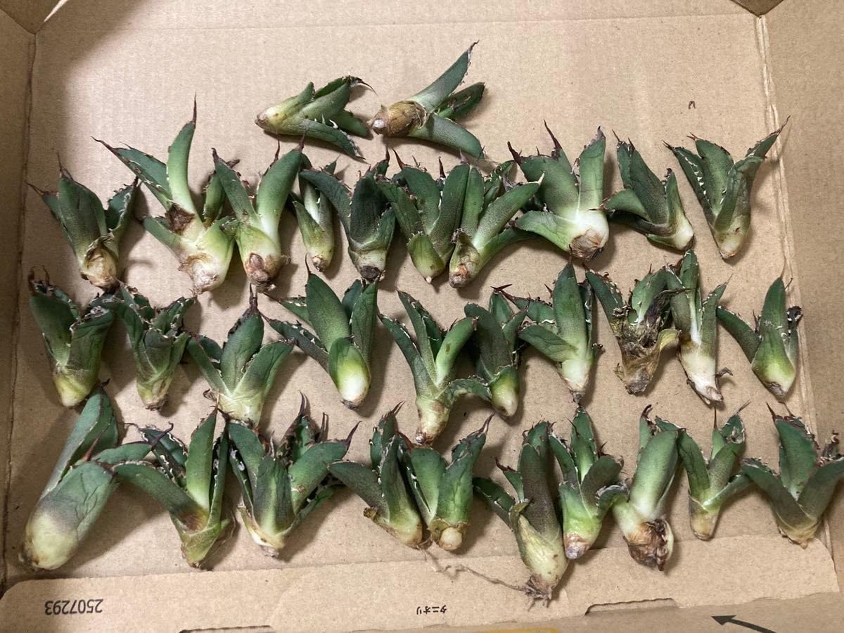 アガベ チタノタ 30株 ネームド シーザー 無し