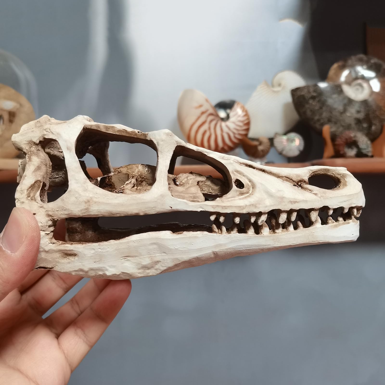 Realistisches Dinosaurier-Schädel-Velociraptor-Skelettmodell für Dinosaurier-Fossil-Dekoration,Braun,17cm