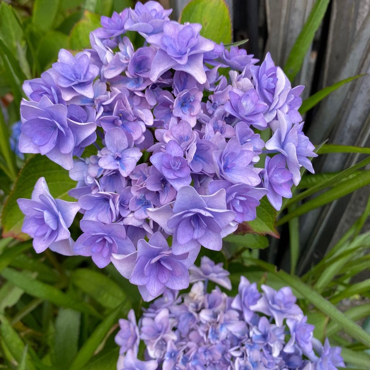 紫陽花　希少くるくる挿し木 アジサイ】挿し木翌年から花が咲く！挿し木開始から翌年の開花