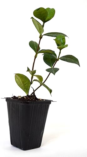 Miniatura 4 de 9GreenBox - Jazmín estrella - Paquete de 6 unidades