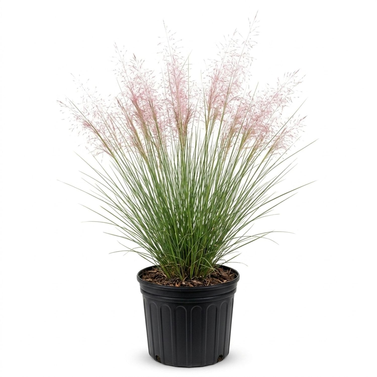 Flowerwood Pink Muhly Grass in a 2.5 gallon pot