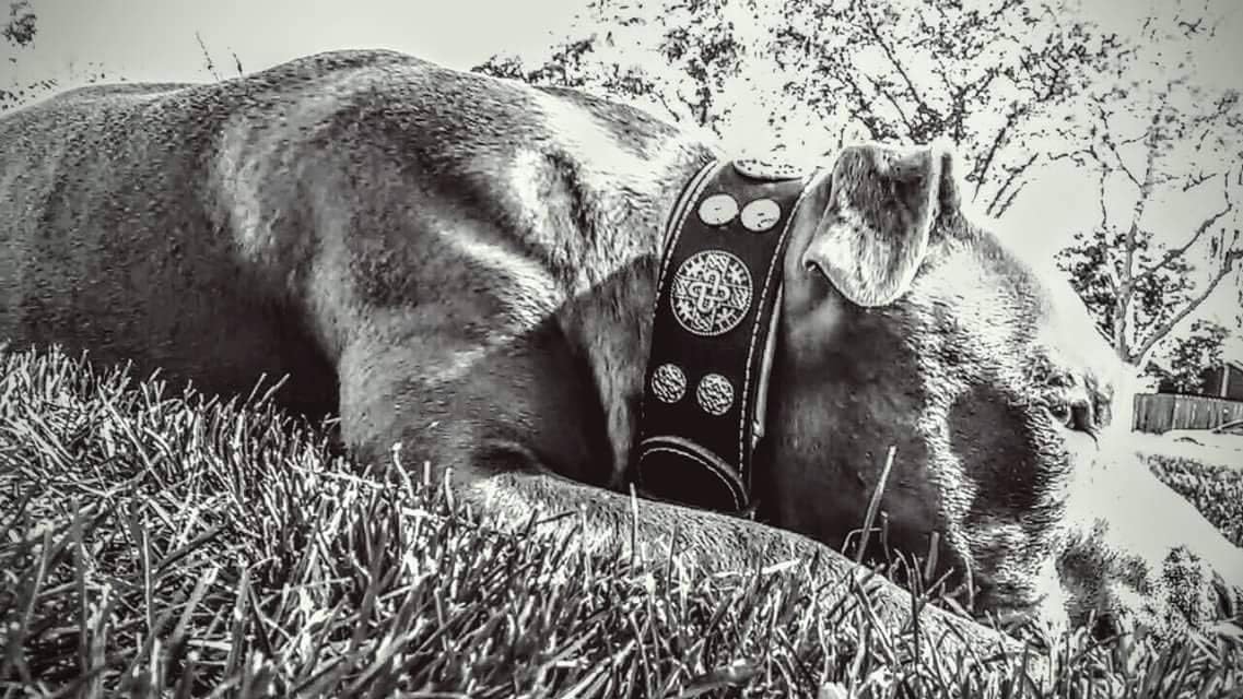 Bestia "Hektor Genuine Leather Dog Collar, Large Breeds, Cane Corso, Rottweiler, Boxer, Bullmastiff, Dogo, 100% Leather, Studded, L- XXL Size, 2.5 Inch Wide. Padded. Europe`s Fnest Dog Gear!