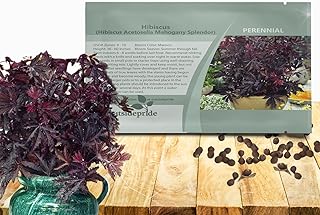 Outsidepride Mahogany Splendor Hibiscus Seeds - 10 Pcs Perennial Flower Seeds for Planting Pollinator-Friendly, Elegant & Dense Deep Burgundy Foliage for Containers, Pots, & Garden Spaces
