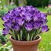 Perennial Crocus for Planting, Rare and Beautiful Saffron Bulbs in Bulk,Planting for Stunning Garden Displays【Nyugs】-4 Bulbs-J
