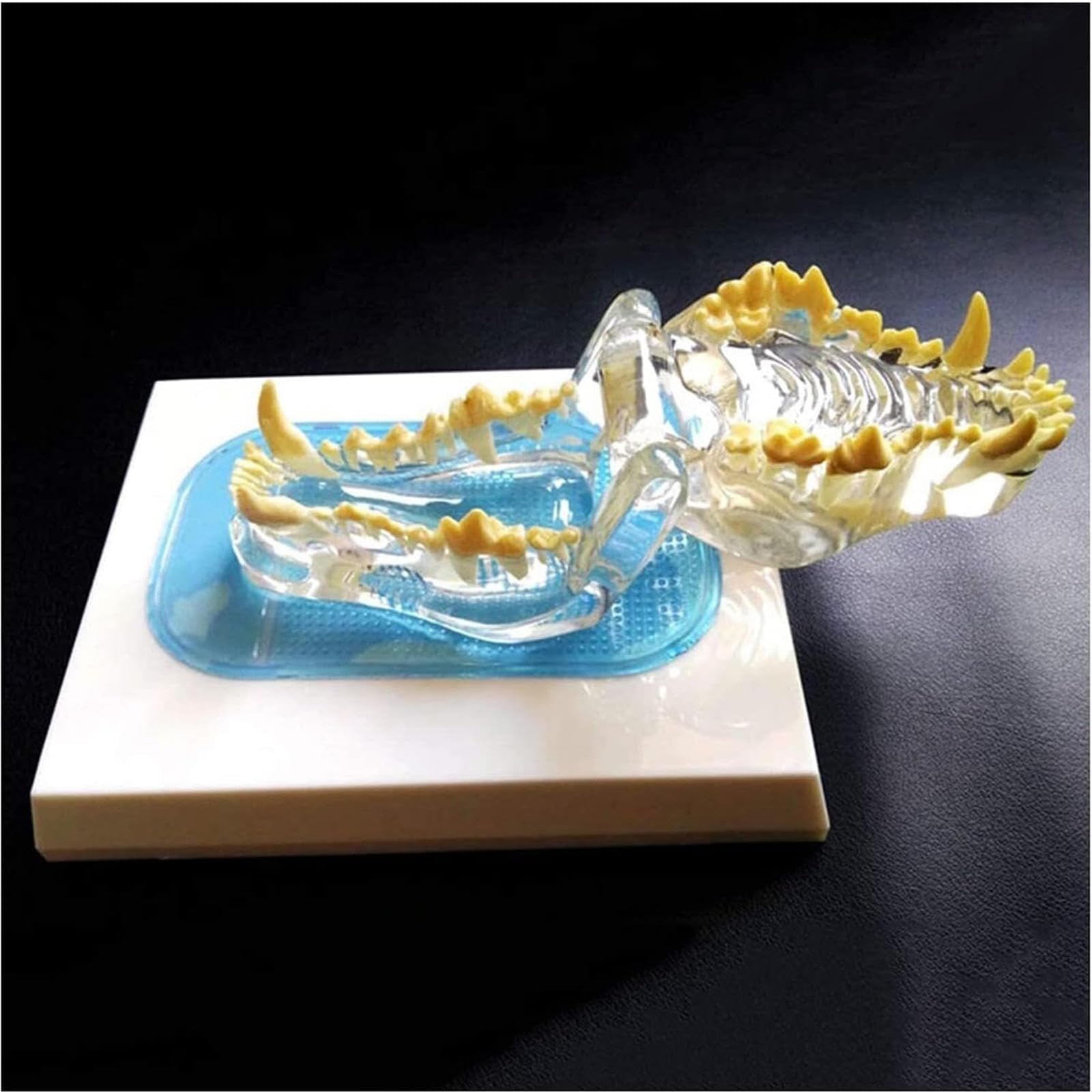 Modelo de Dientes de Perro, Mandíbula Canina Dental Transparente Perro Oral Dientes Claros Modelo Clínica de Mascotas Mandíbula Anatómica para Oficina Veterinaria Educación Decoración Demostrar