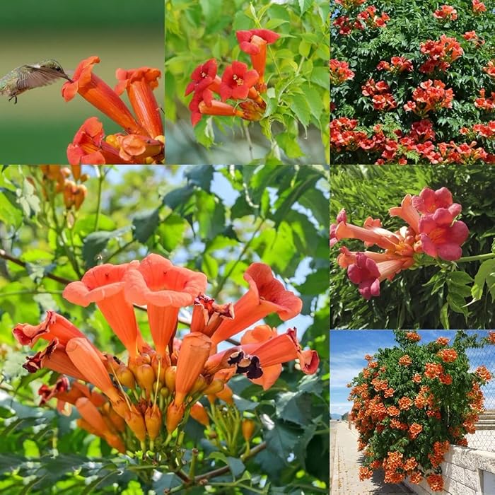 Buy 100+ Hummingbird Trumpet Creeper Vine Seeds to Plant Heirloom
