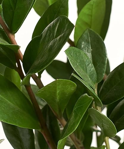 Miniatura 2 de Shop Succulents ZZ Plant, planta de interior viva en maceta de vivero, purificador de aire de fácil cuidado en mezcla de tierra para macetas,