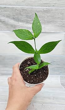Amazon.com : Hoya Polyneura, Hoya Fish Tail Live Rare