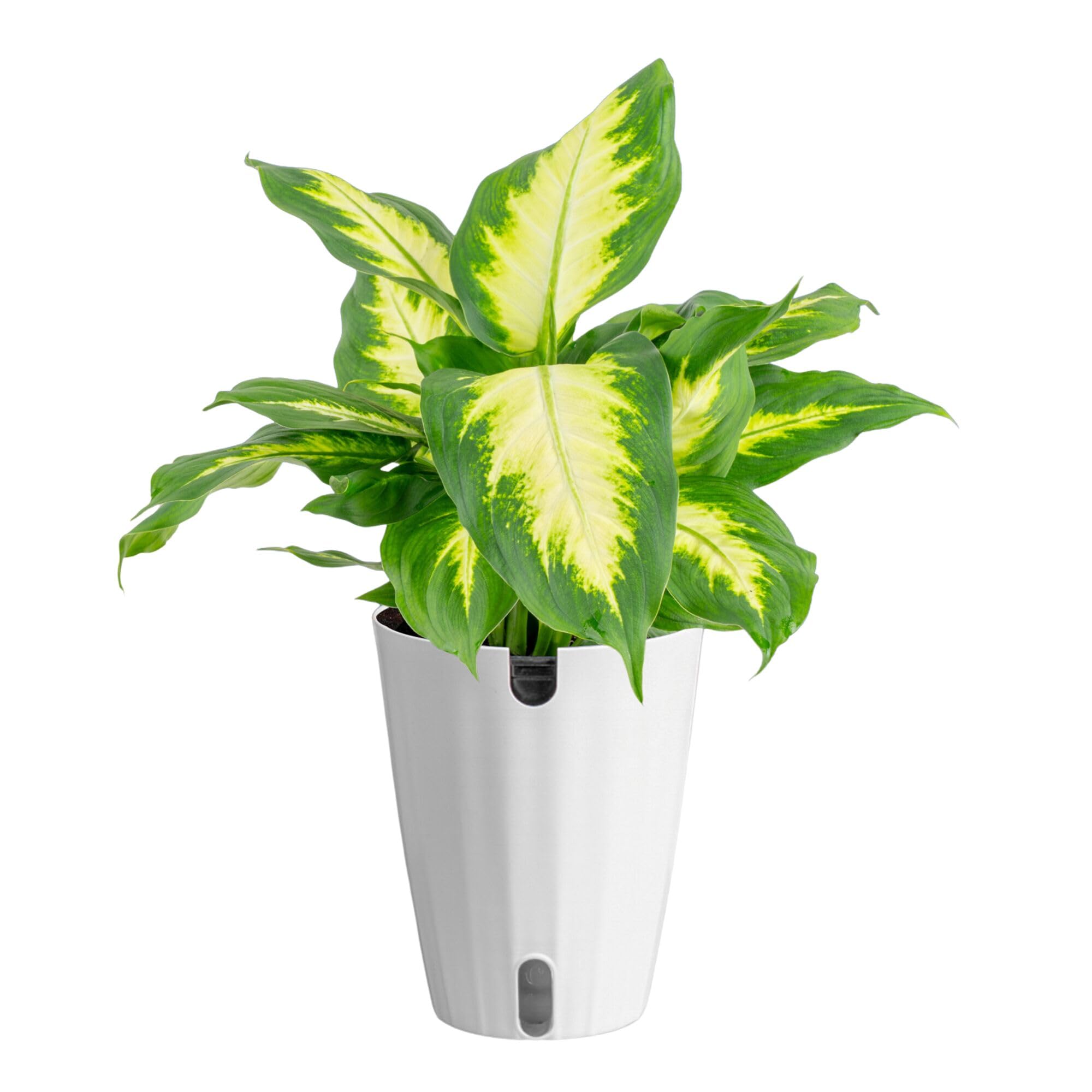 Costa Farms Dieffenbachia