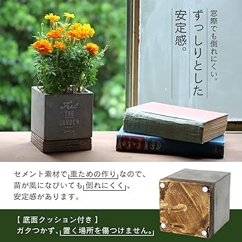 ぱぱさん専用 / Floraison 産地直送 睡蓮木 Lサイズ 鉢色 宵雫／山形 石木花からお届け