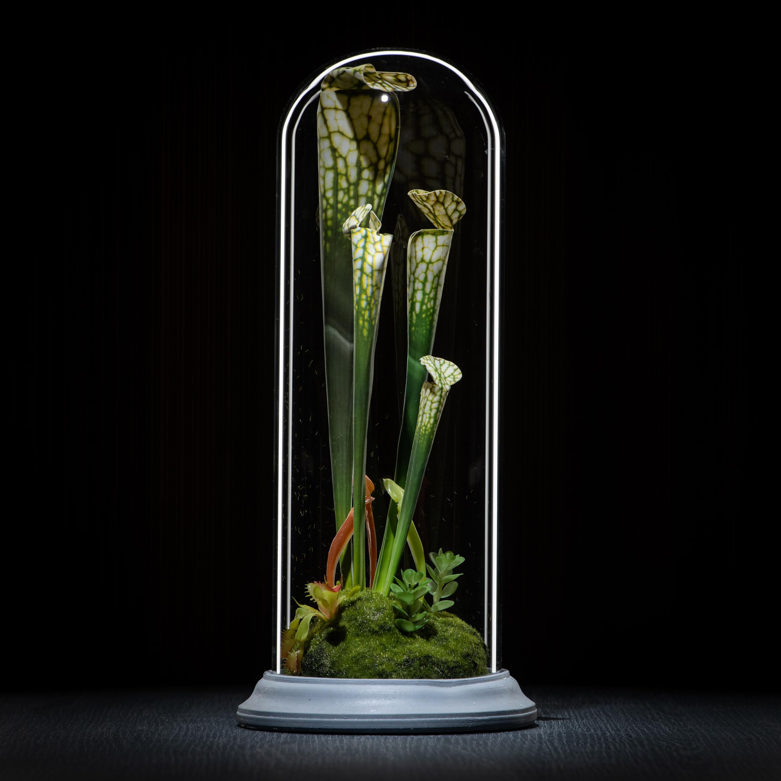 Plante carnivore artificielle cloche de verre décoration intérieure originale