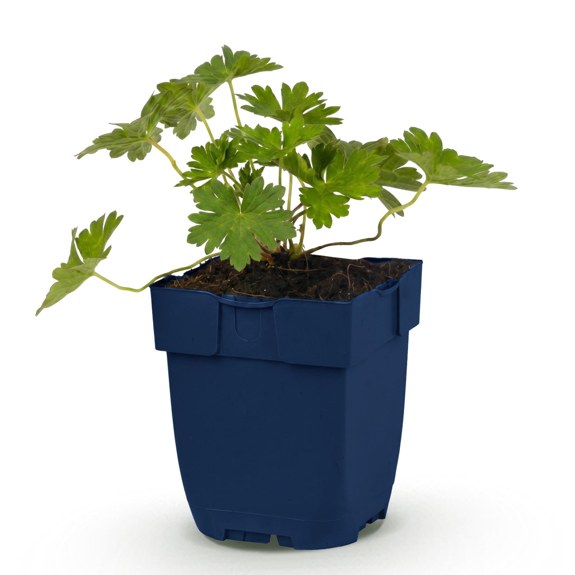Geranio 'Rozanne' Planta Perenne Tapizante, Azul, 1 Planta, Maceta 11cm