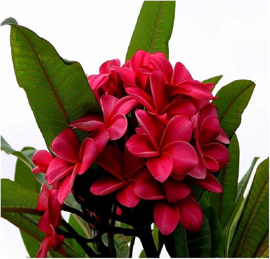 プルメリアRed Jamaica プルメリアRed Jamaica 当園産プルメリア】超